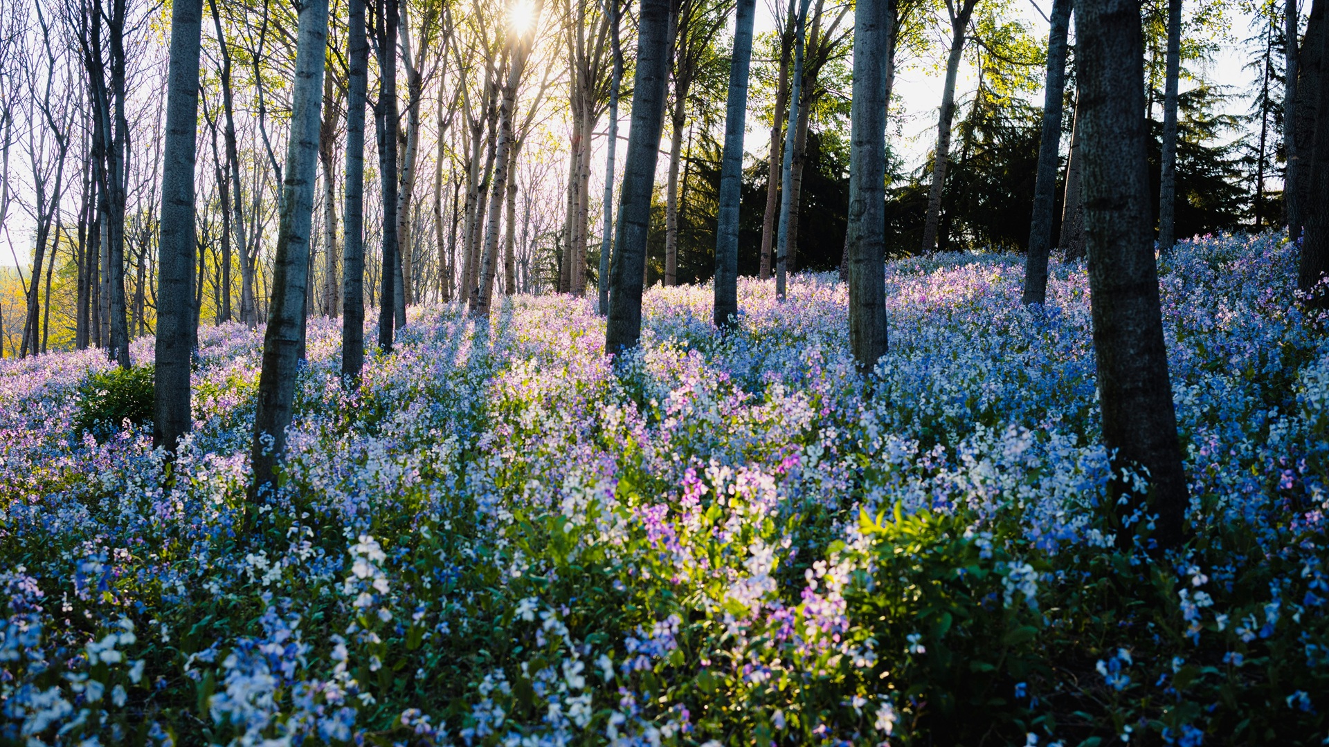森と花の風景